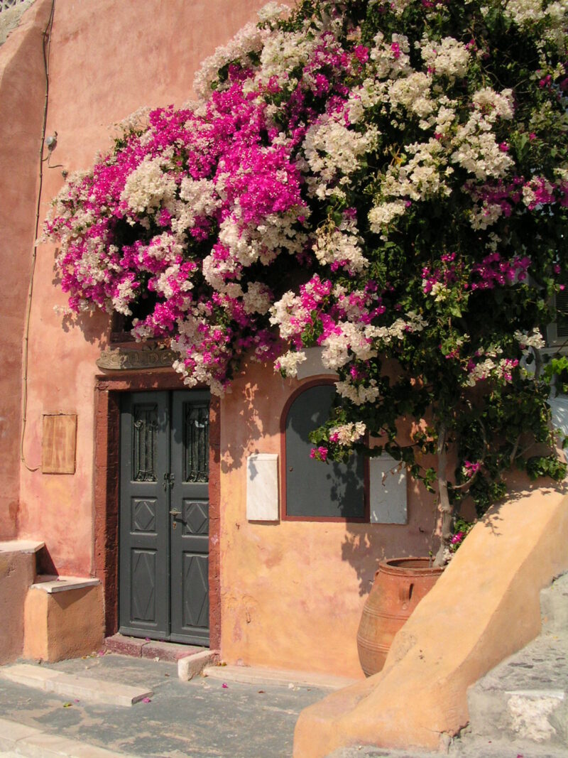 Flowers above door at Santorini Greece