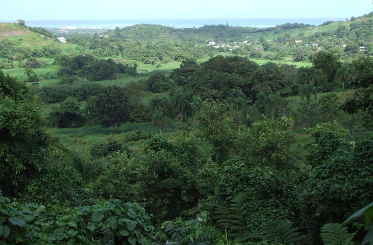 Carabali Rainforest Park Vallet 2 Puerto Rico