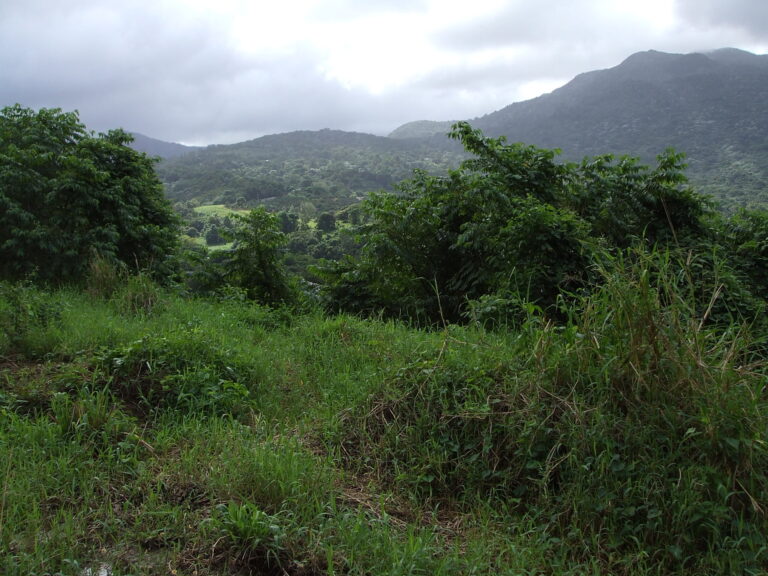 Carabali Rainforest Park Valley Puerto Rico