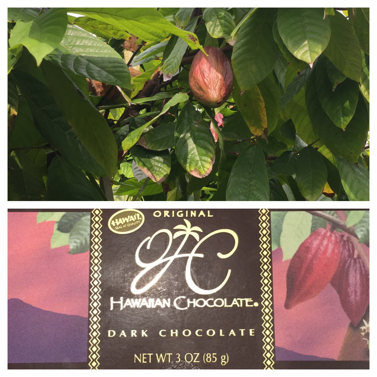 original hawaiian chocolate factory tour
