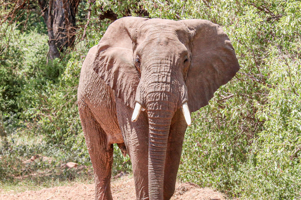 Large Male Elephant in Lake Manyara, Tanzania, Africa