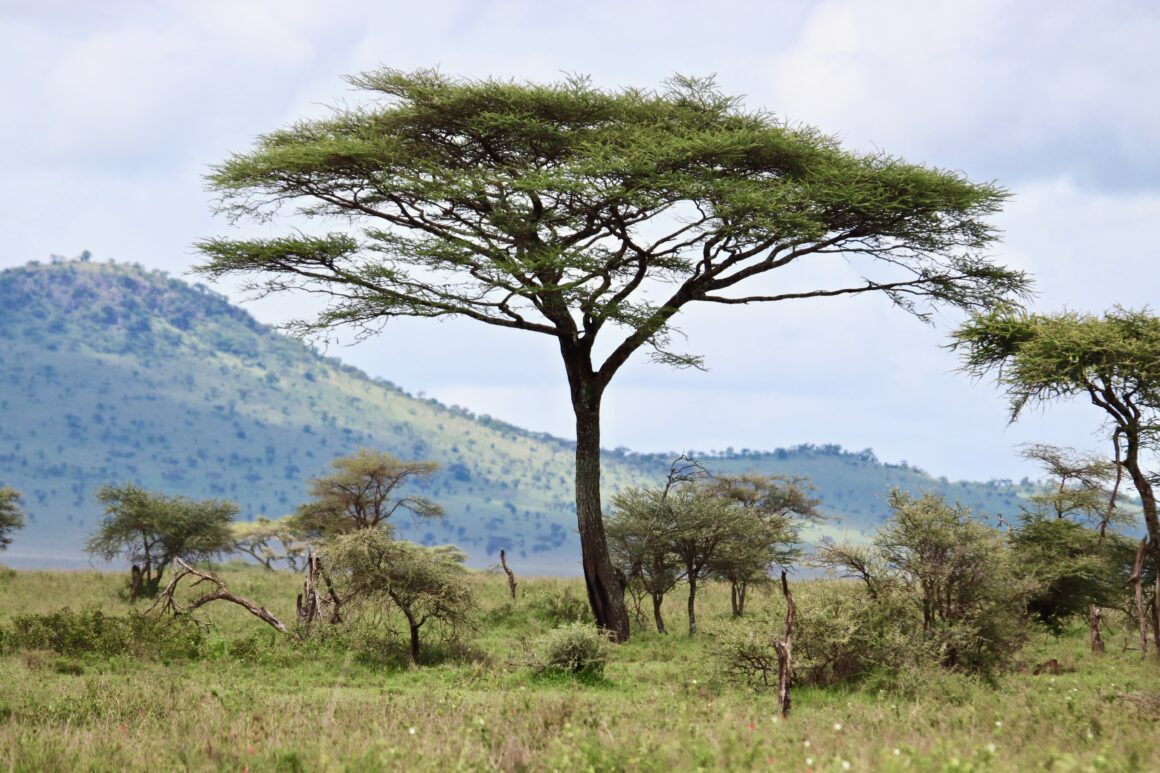 Acacia tree in the Serengeti National Park