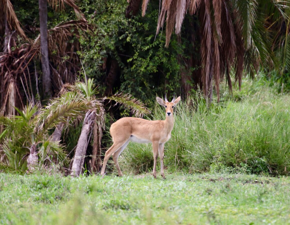 Antelope in the Serengeti National Park