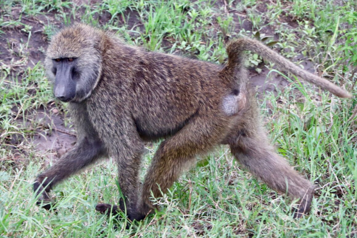Baboon in Serengeti National Park