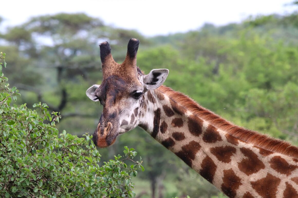 closeup-of-male-giraffe-in-serengeti-national-park