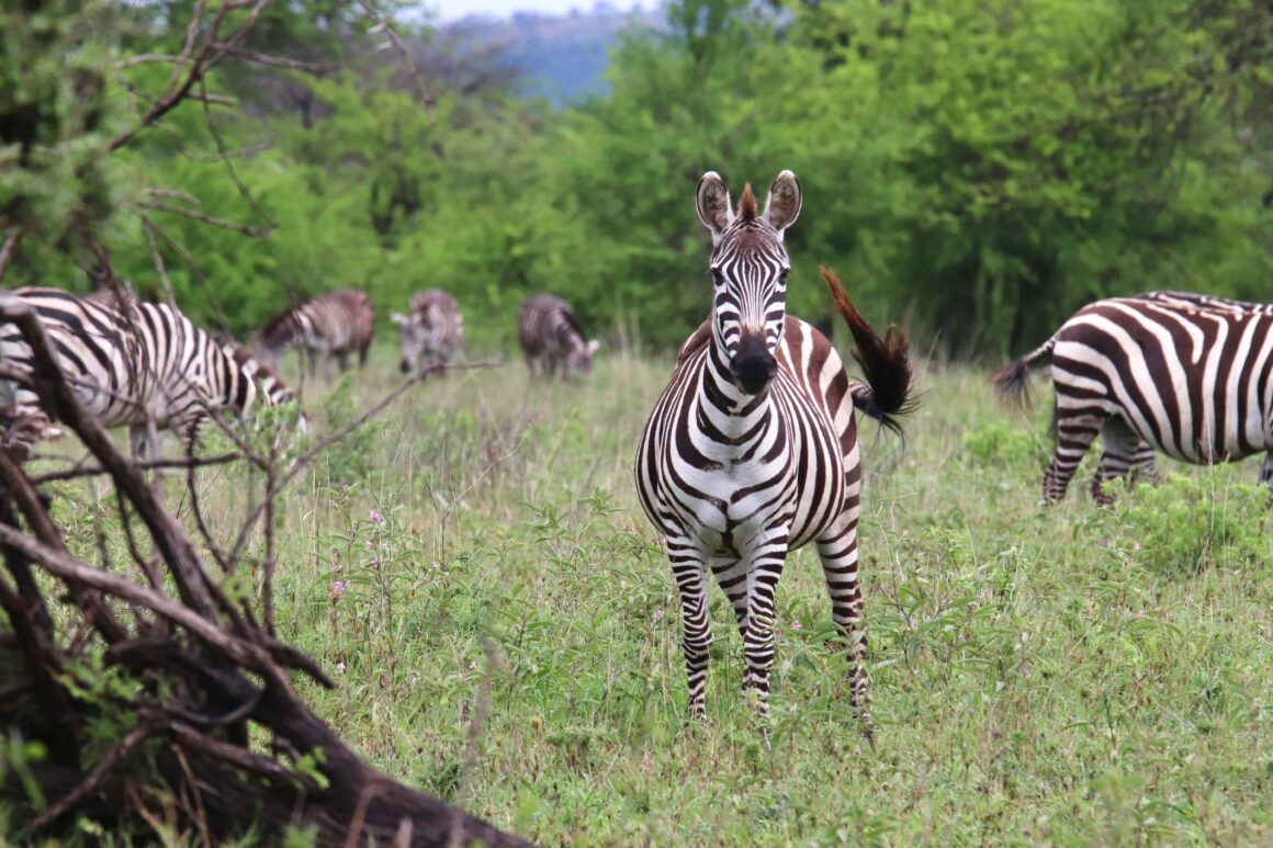 Dazzle of zebra in the Serengeti National Park