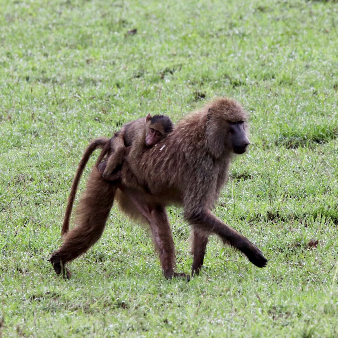 Female baboon carrying her young in the Serengeti National Park