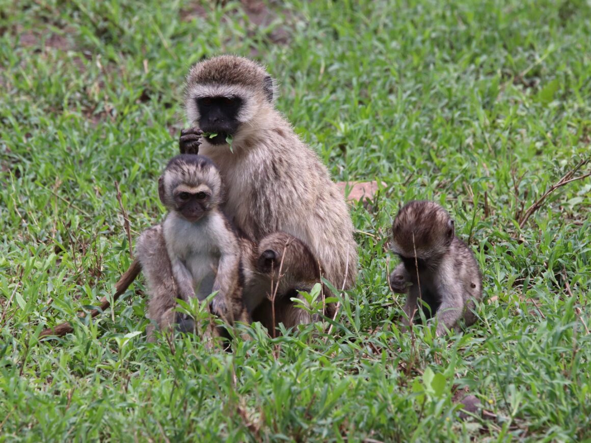 Female vervet monkey with her young in Serengeti National Park