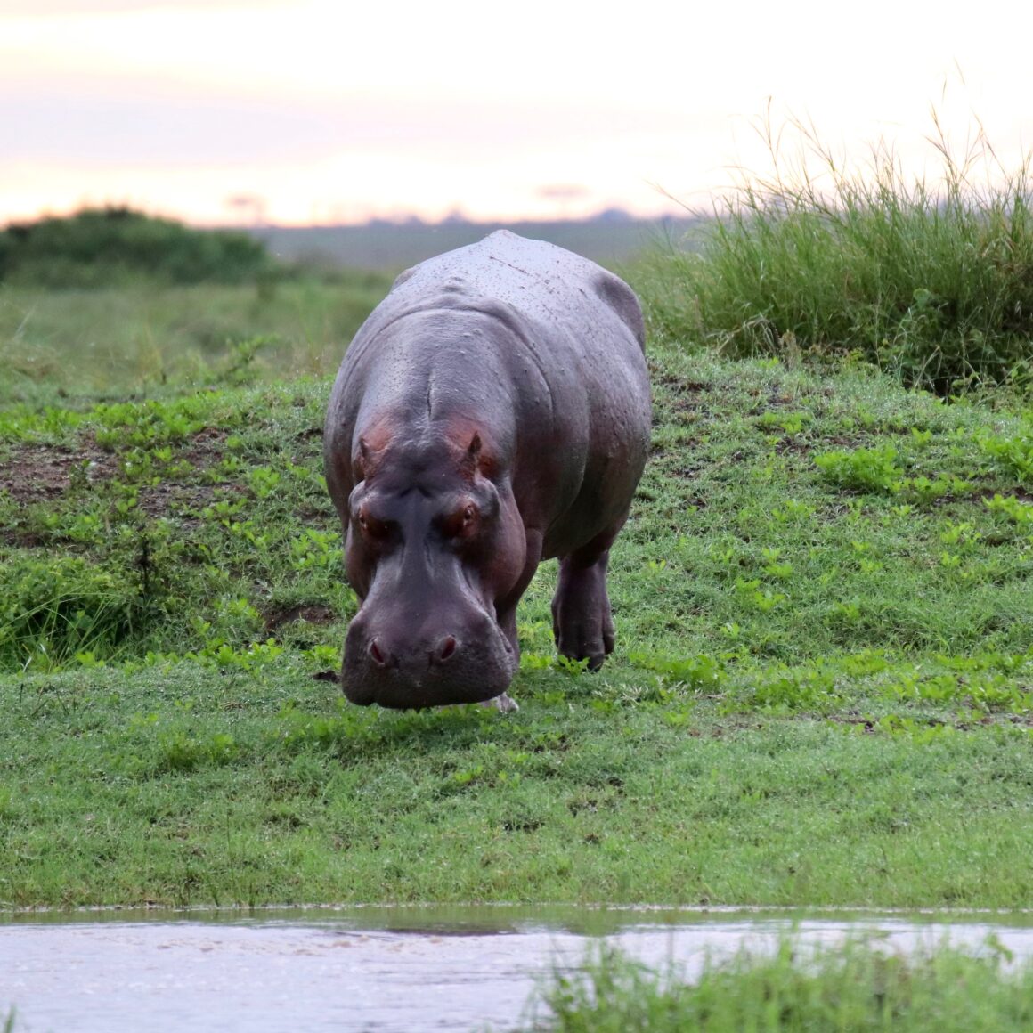 Hippo in the Serengeti National Park