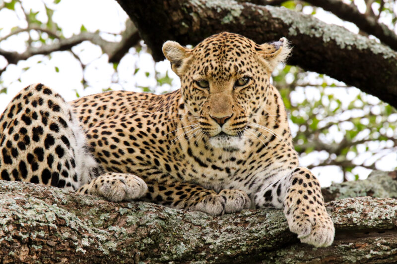 Leopard in the Serengeti