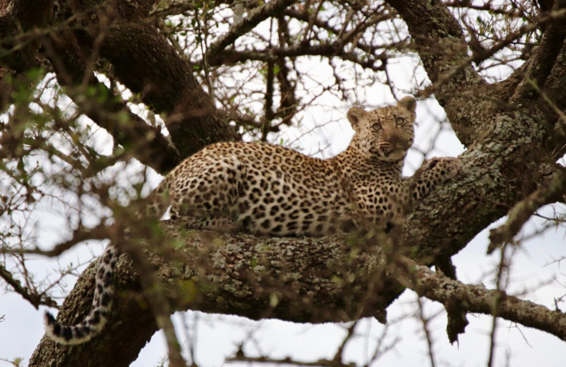 Leopard in the tree in the Serengeti National Park