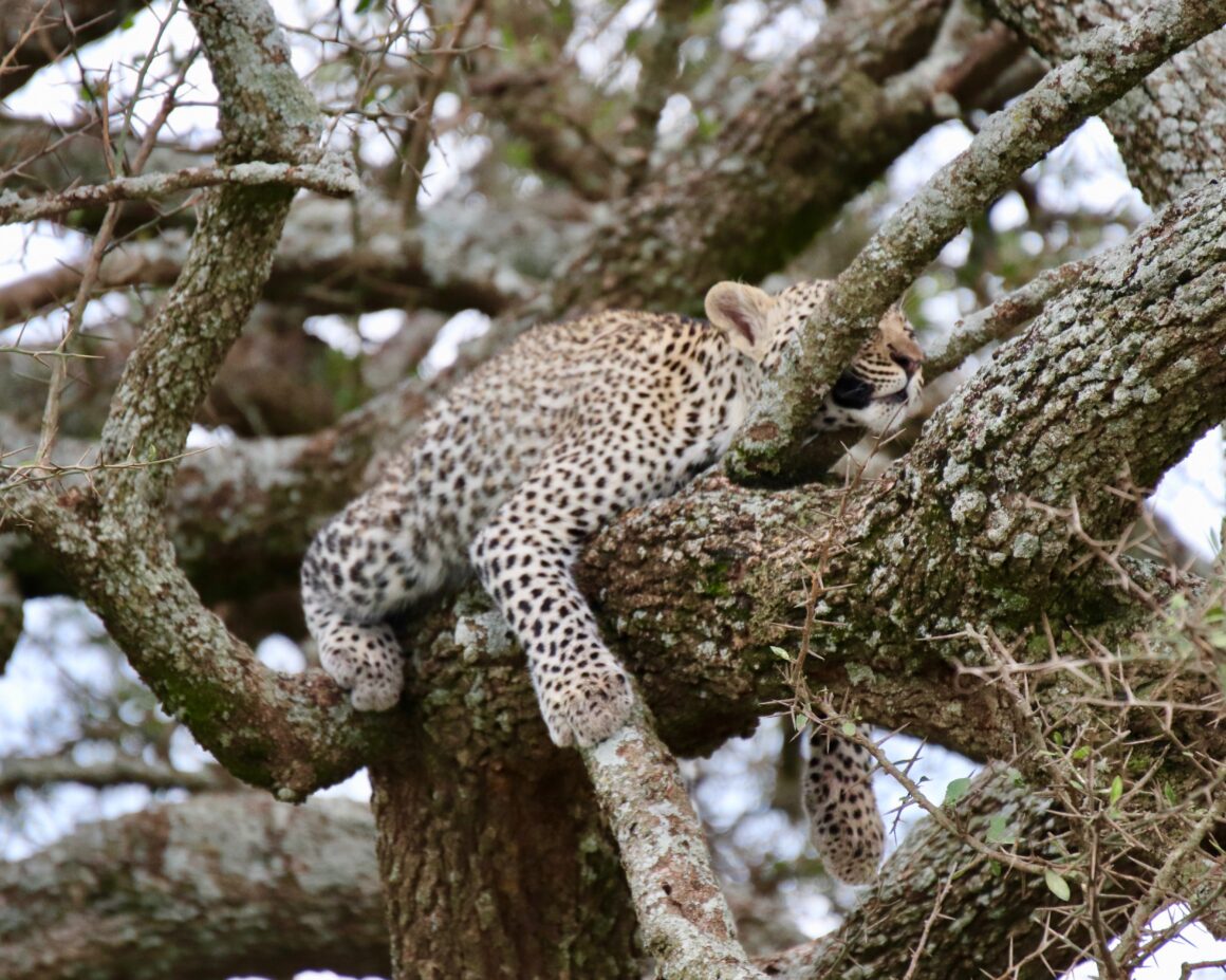Leopard resting in a tree in the Serengeti National Park