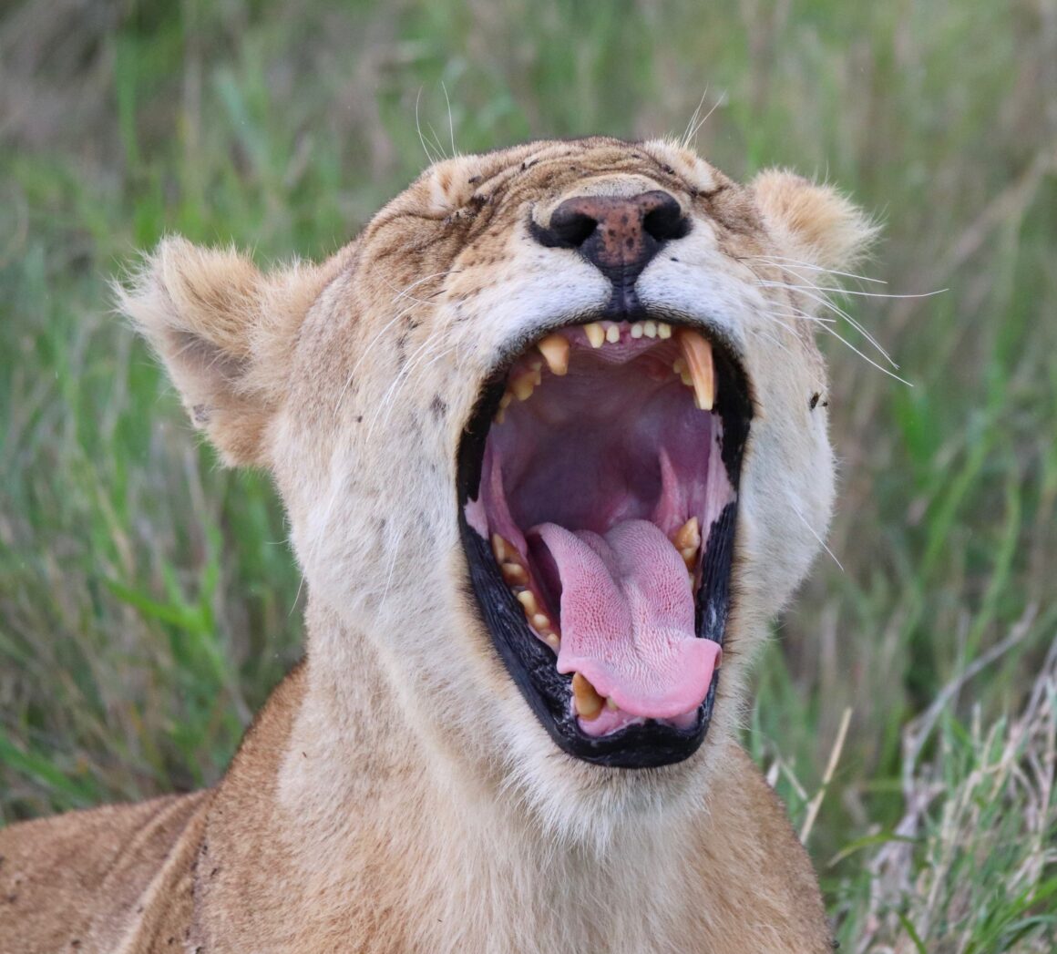 Lion yawning in Serengeti National Park