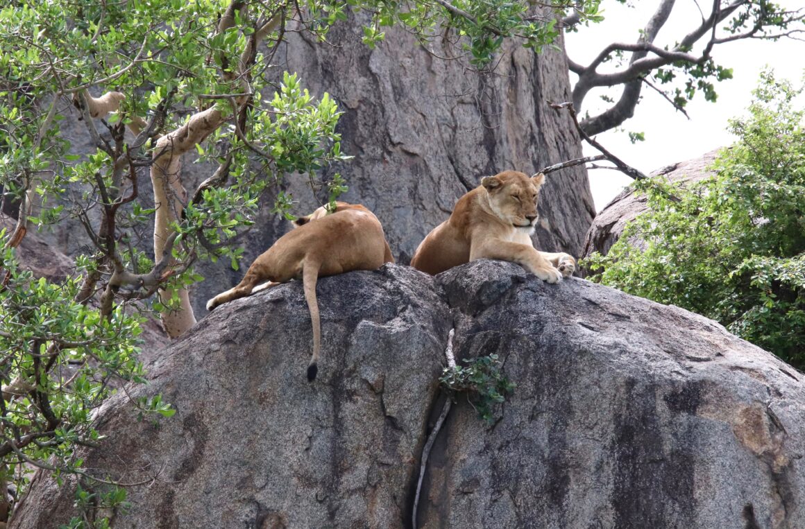 Lions resting on a rocky formation in the Serengeti National Park