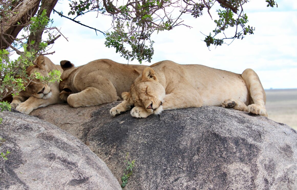 Lions sleeping on a rocky formation in the Serengeti National Park