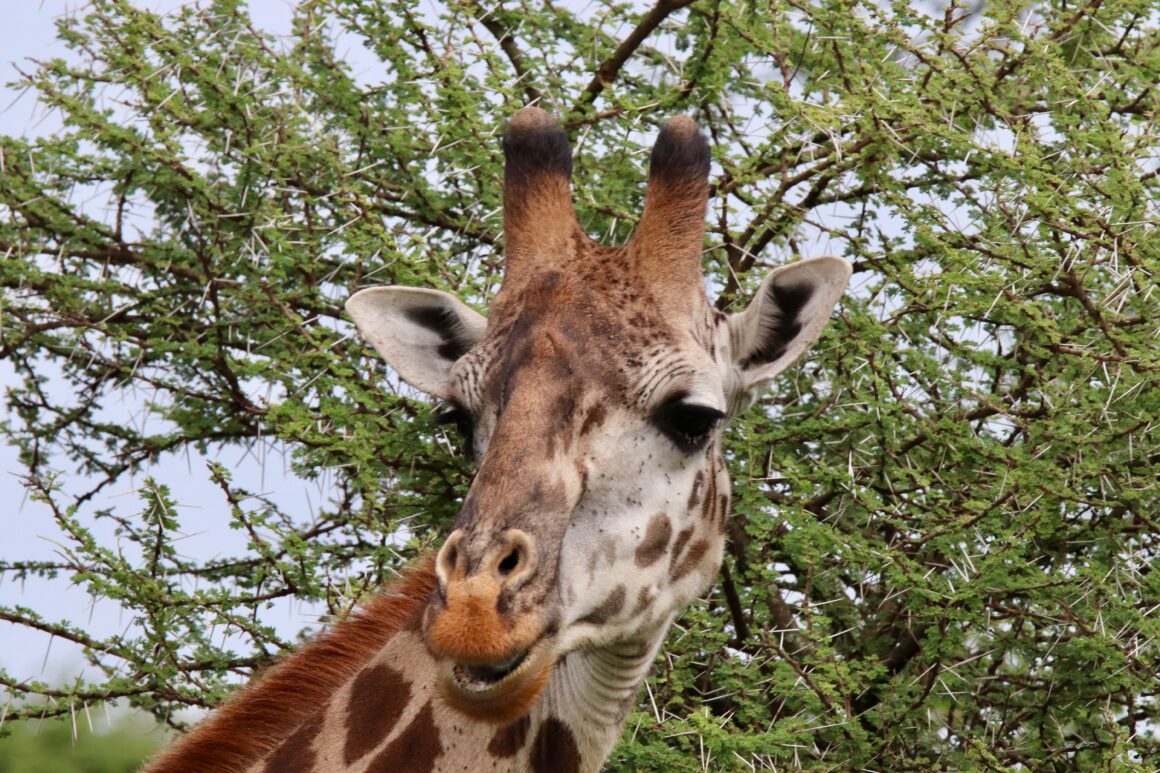 Male giraffe in the Serengeti National Park