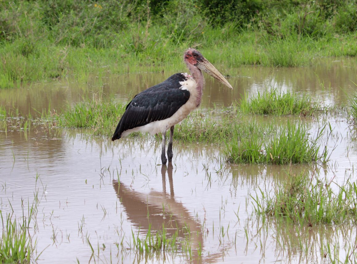 Marabou stork bird in the Serengeti National Park