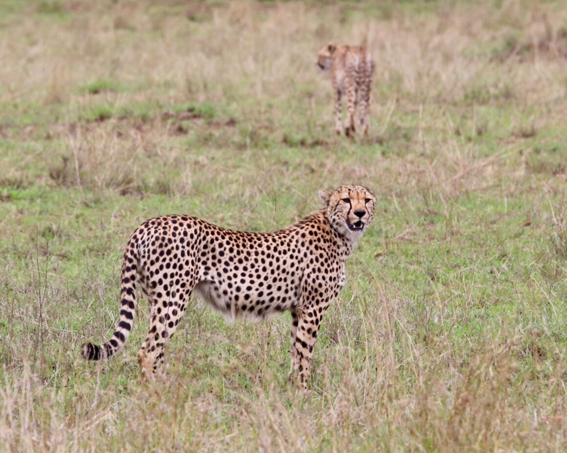 Pair of cheetah in the Serengeti National Park