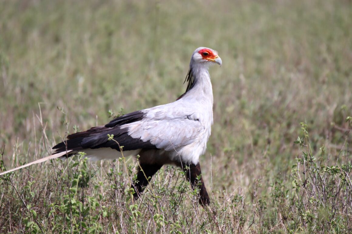 Secretary bird in the Serengeti National Park