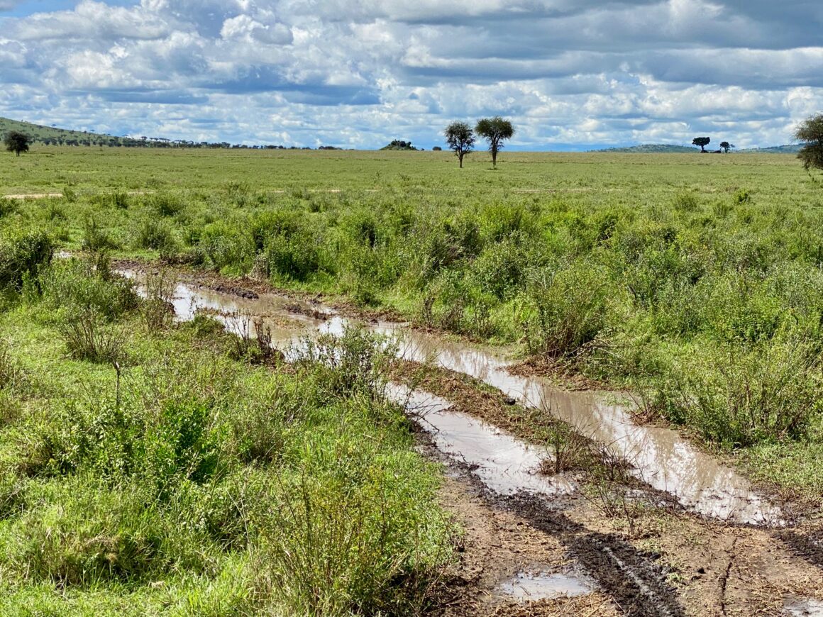 Serengeti rain drenched safari trails