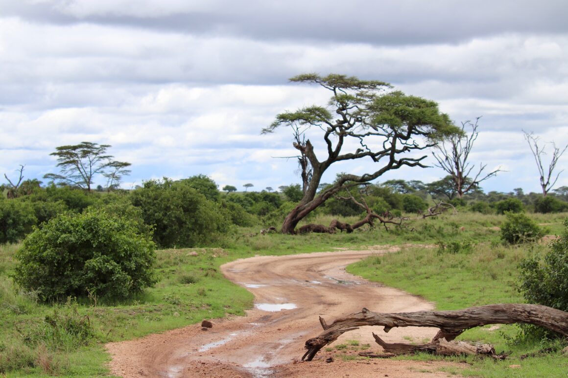 Serengeti safari roads