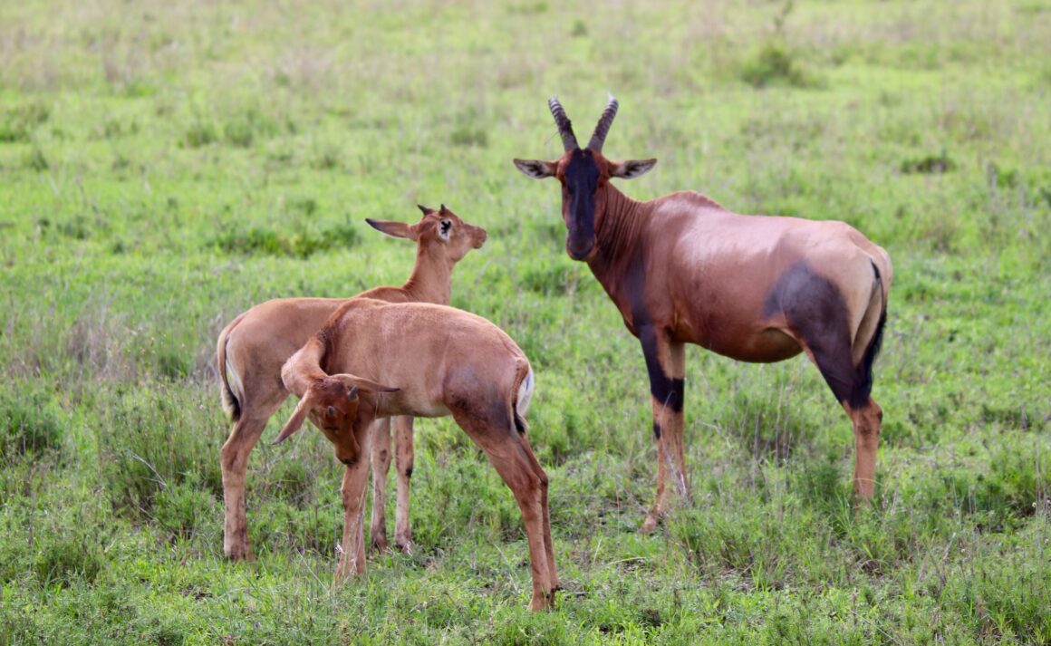 Topi with calves in the Serengeti National Park