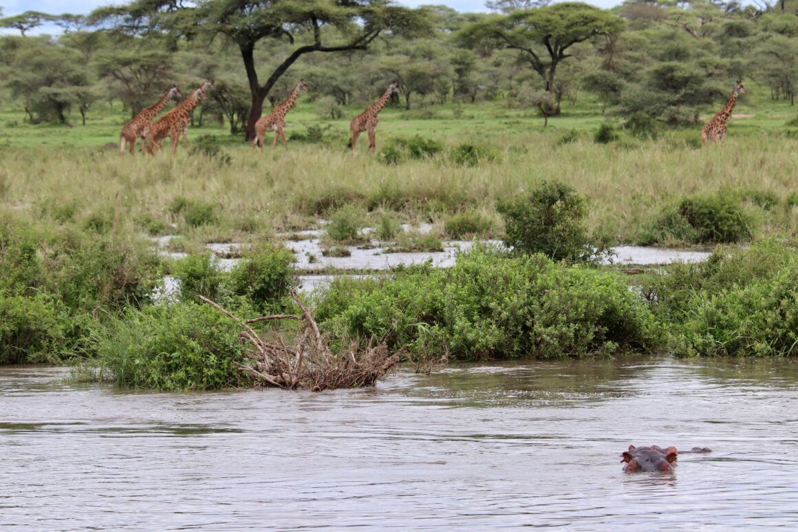 Tower of giraffes and a hippo in the water in the Serengeti