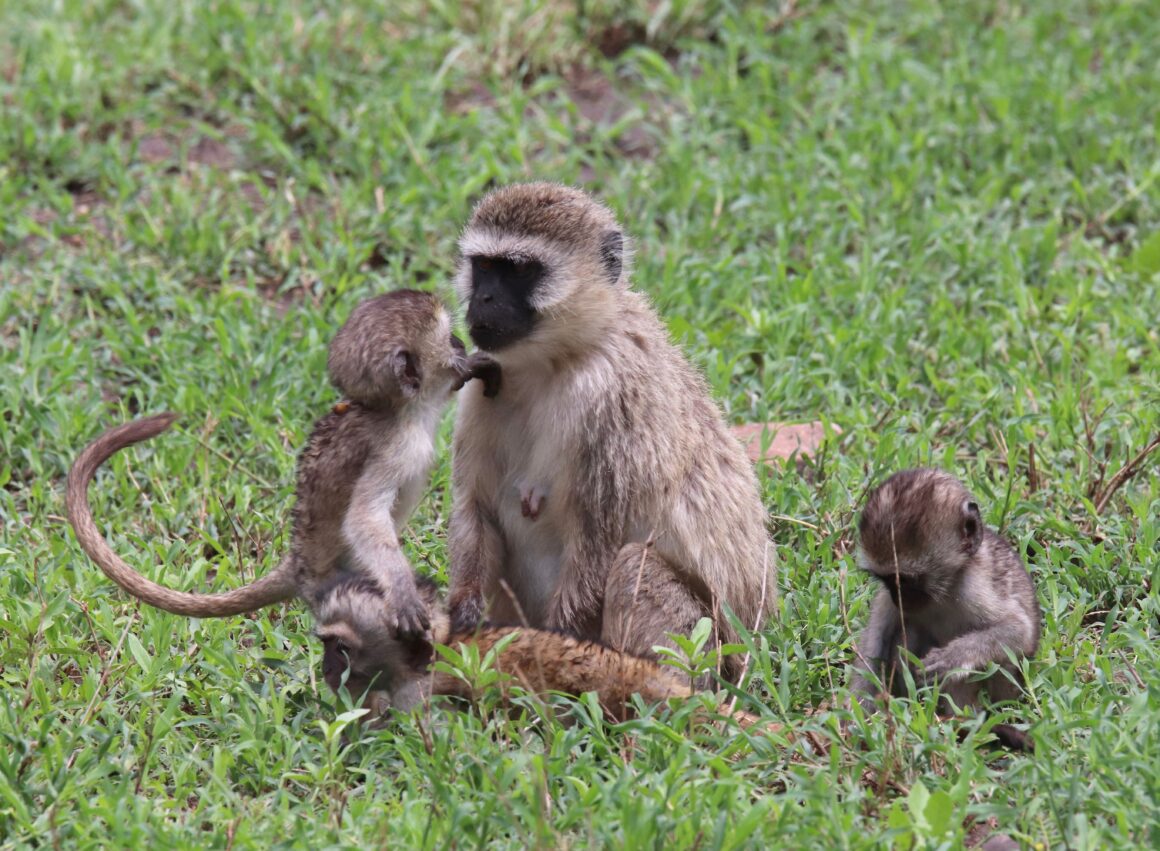 Vervet monkeys in the Serengeti National Park