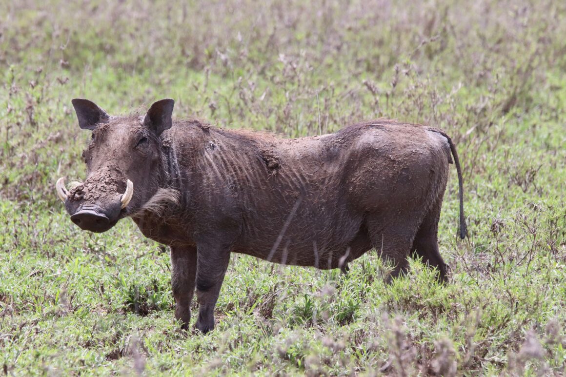 Warthog in the Serengeti National Park