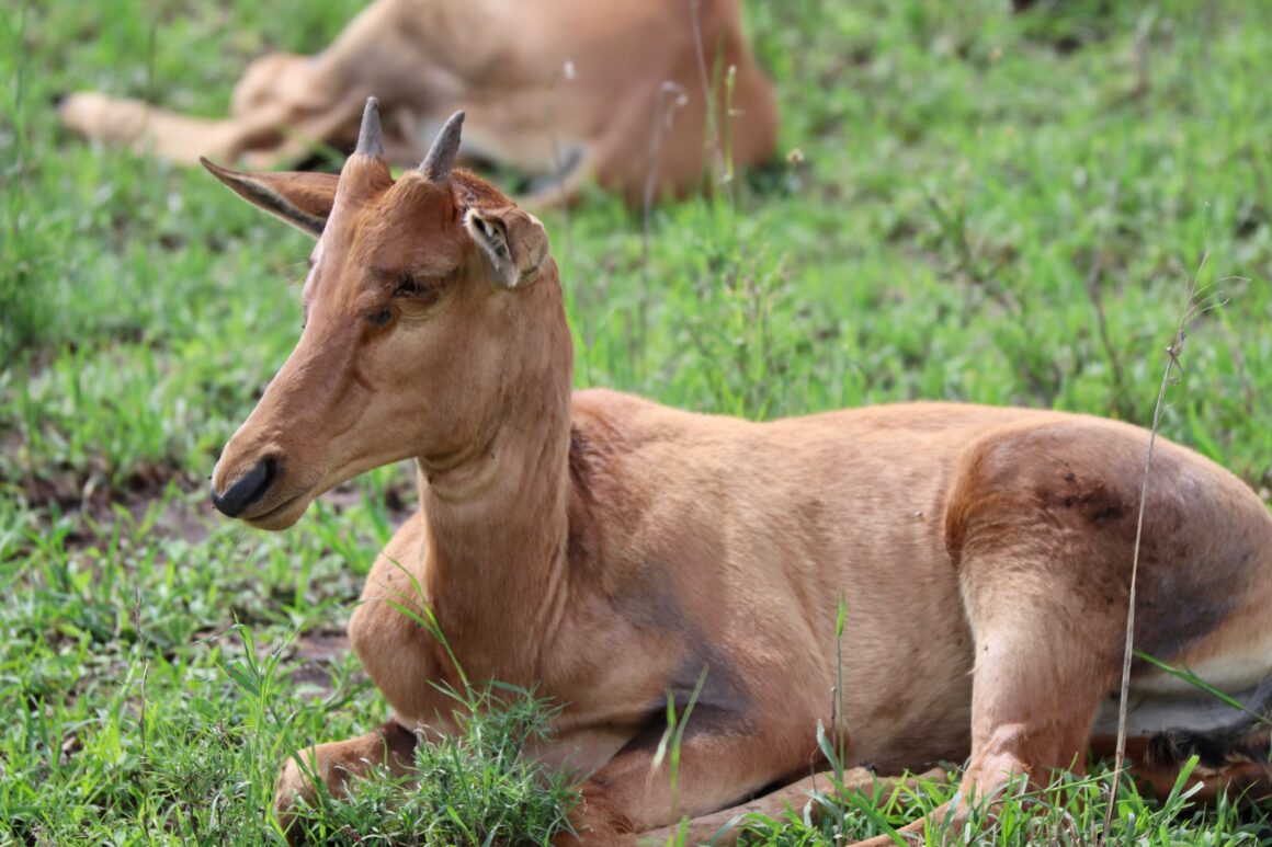 Young antelope in the Serengeti National Park