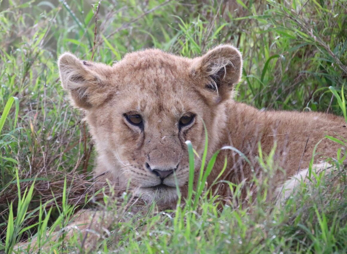 Young lion in the Serengeti National Park