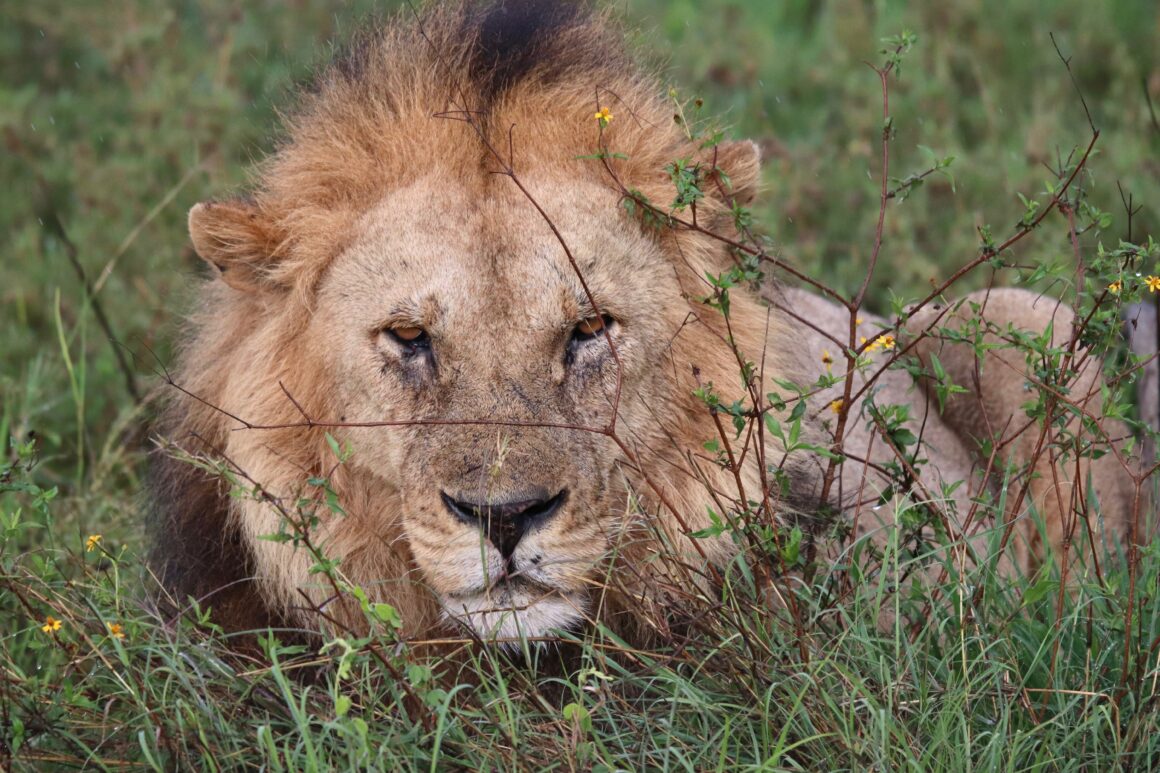 Younger male lion in the Serengeti National Park