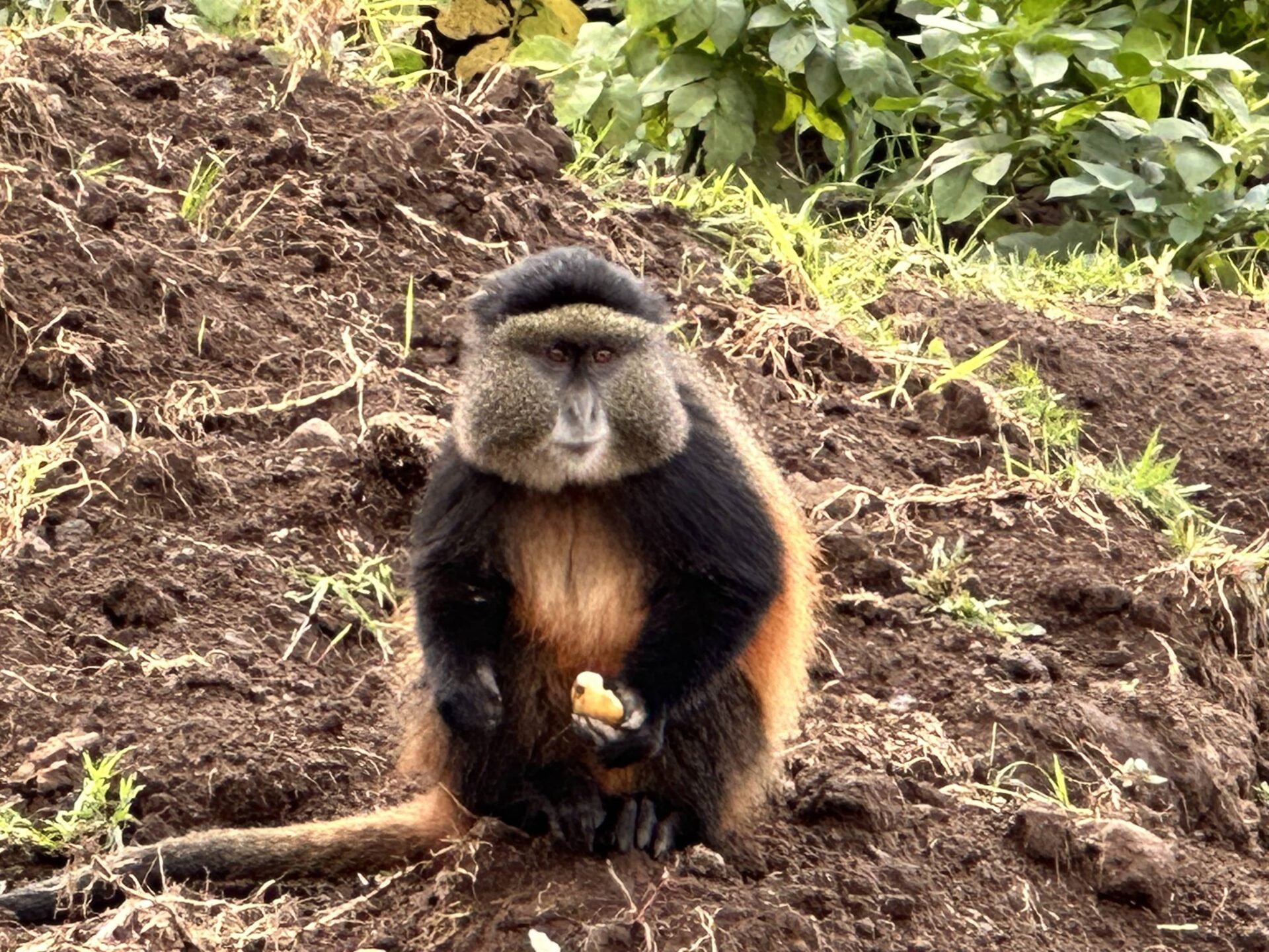 Monkey In Randa Golden Monkey Trek Rwanda – LV Travel Adventures