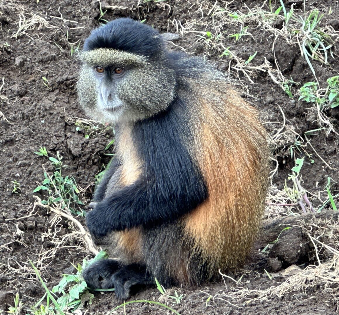 Closeup of golden monkey as it stares off at some movement while on a trek in Rwanda