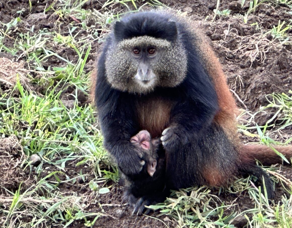 closeup of golden monkey mother and baby while on trekking Rwanda