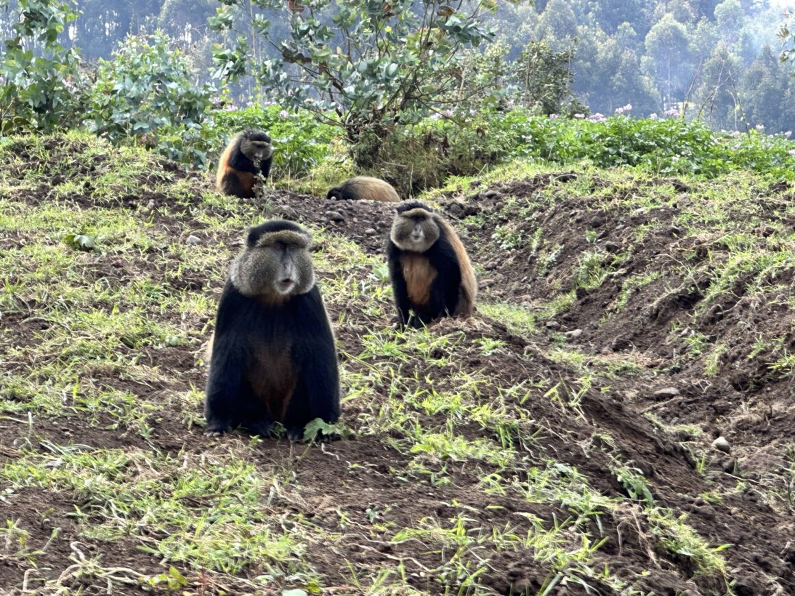 A group of four golden monkeys in Rwanda