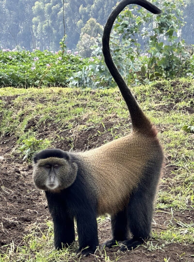 The male golden monkey in Rwanda
