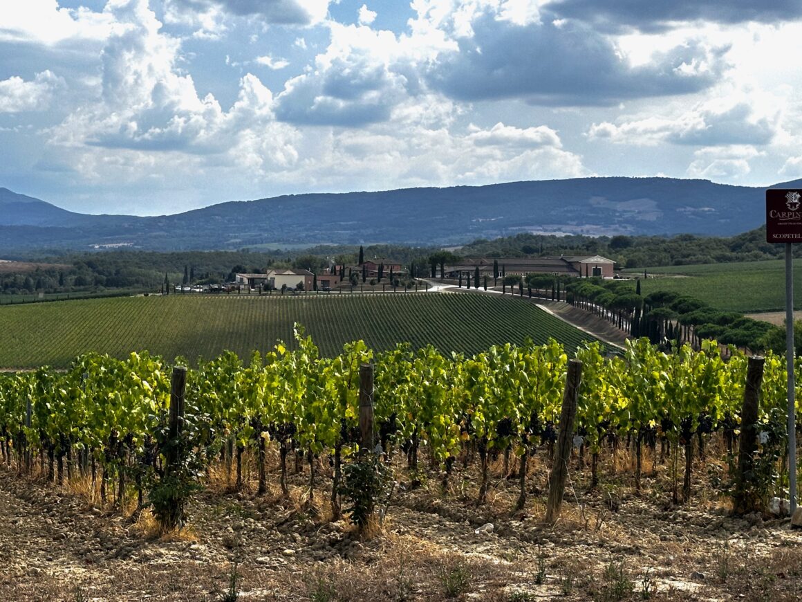 montepulicano rolling vineyards