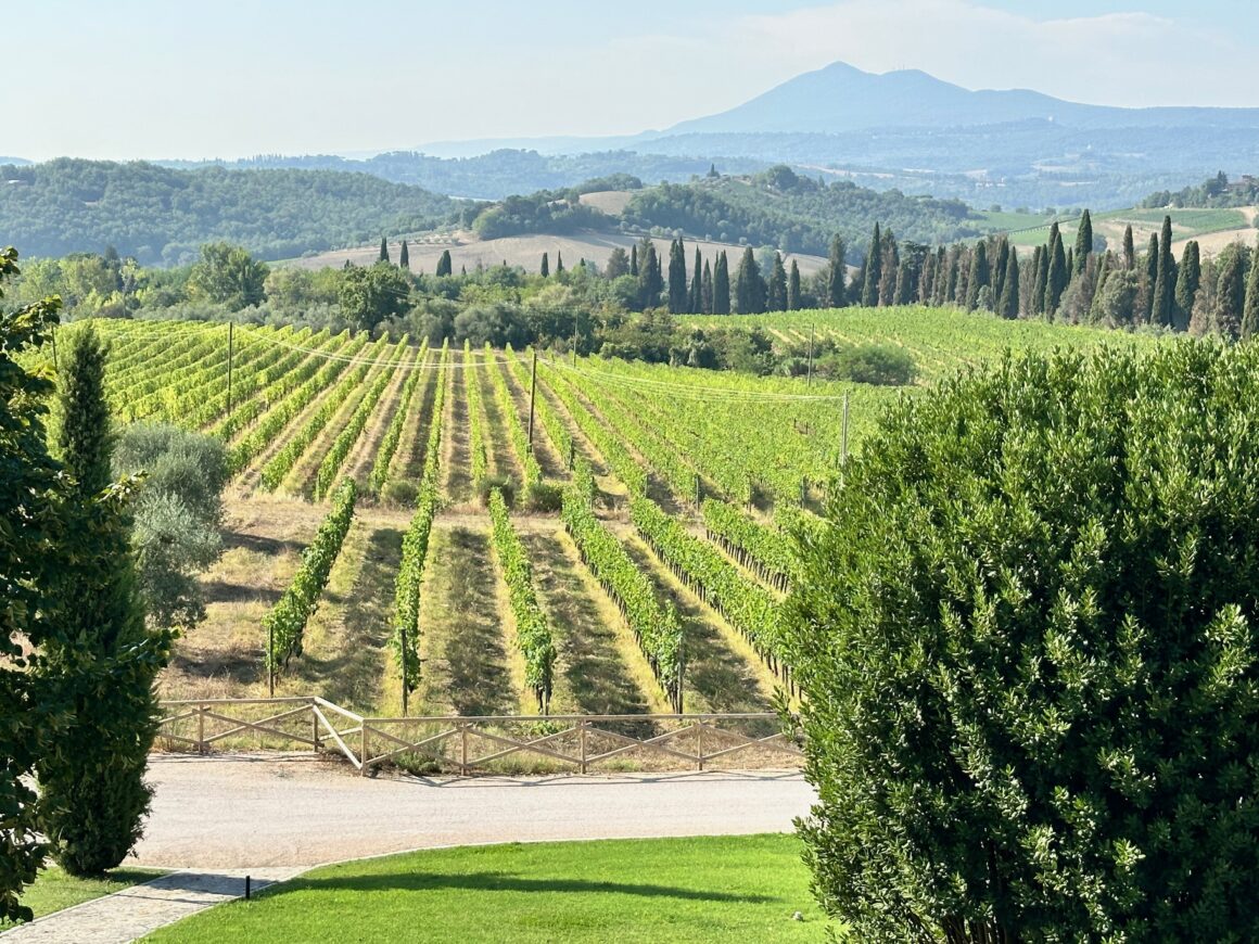 precise tale poggio alla sala vineyard