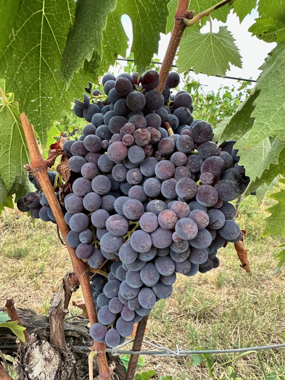 sangiovesegrapes