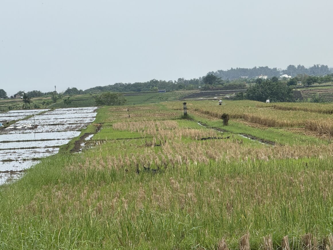 rice paddies in bali indonesia with farmer tending the field