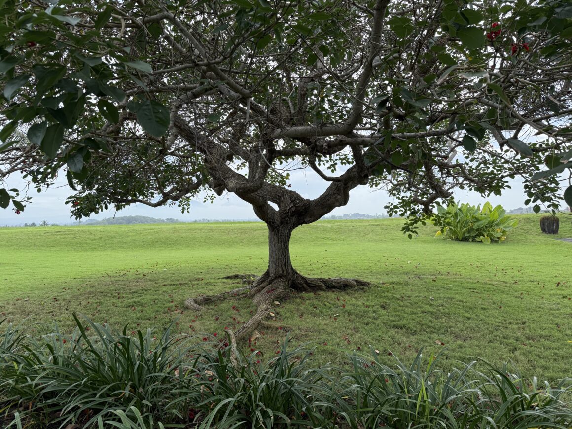 tree on landscape bali indonesia
